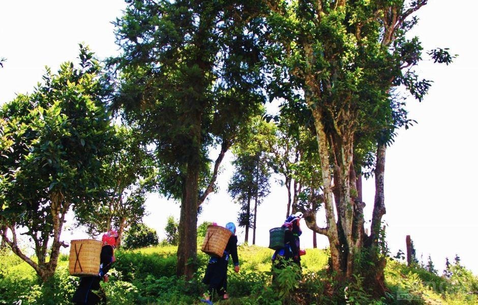 Những cây trà Shan tuyết cổ thụ trên đỉnh núi Tây Côn Lĩnh, Hà Giang trở thành một thức quà có ý ng