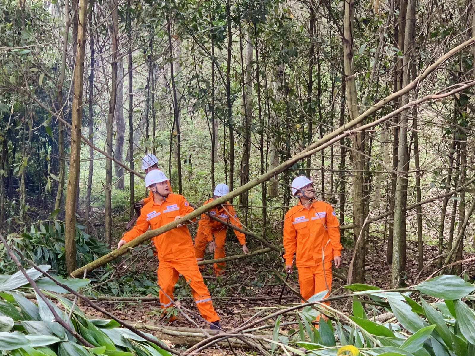 A1 Công nhân Công ty Điện lực Thanh Hóa chặt tỉa cây giải phóng hành lang, đảm bảo an toàn lưới điện