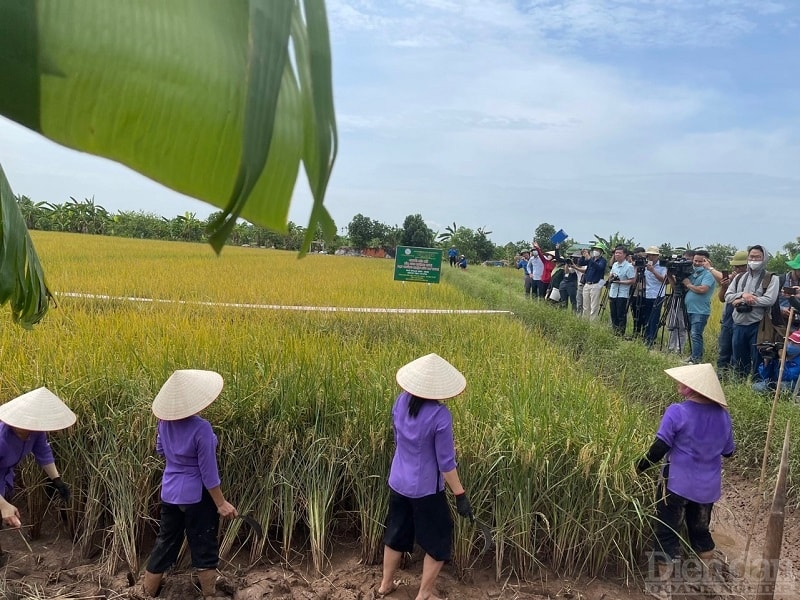 Du lịch trải nghiệm ruộng rươi cáy - Tứ Kỳ - Hải Dương