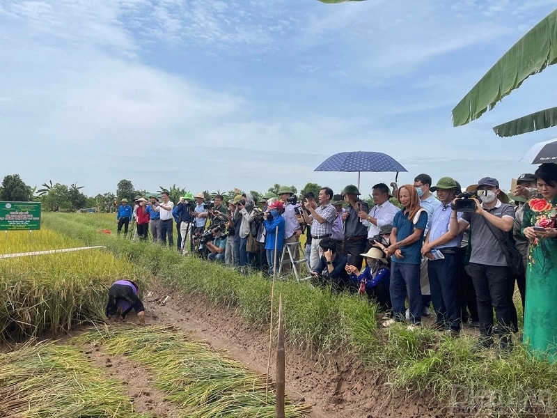 Du lịch lễ hội gặt lúa ruộng rươi - Tứ Kỳ