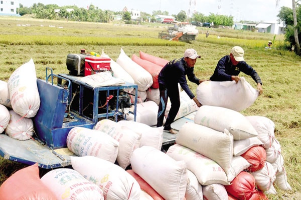 để phân khúc xuất khẩu gạo chuyển hướng sang gạo chất lượng cao thì việc chuyển dịch cơ cấu sản xuất tại các địa phương là giải pháp mang tính mấu chốt.