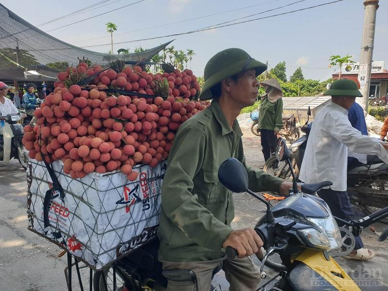 , trà vải chính vụ đang cho thu hoạch, thời gian từ 5/6 đến hết tháng 6/2023. 