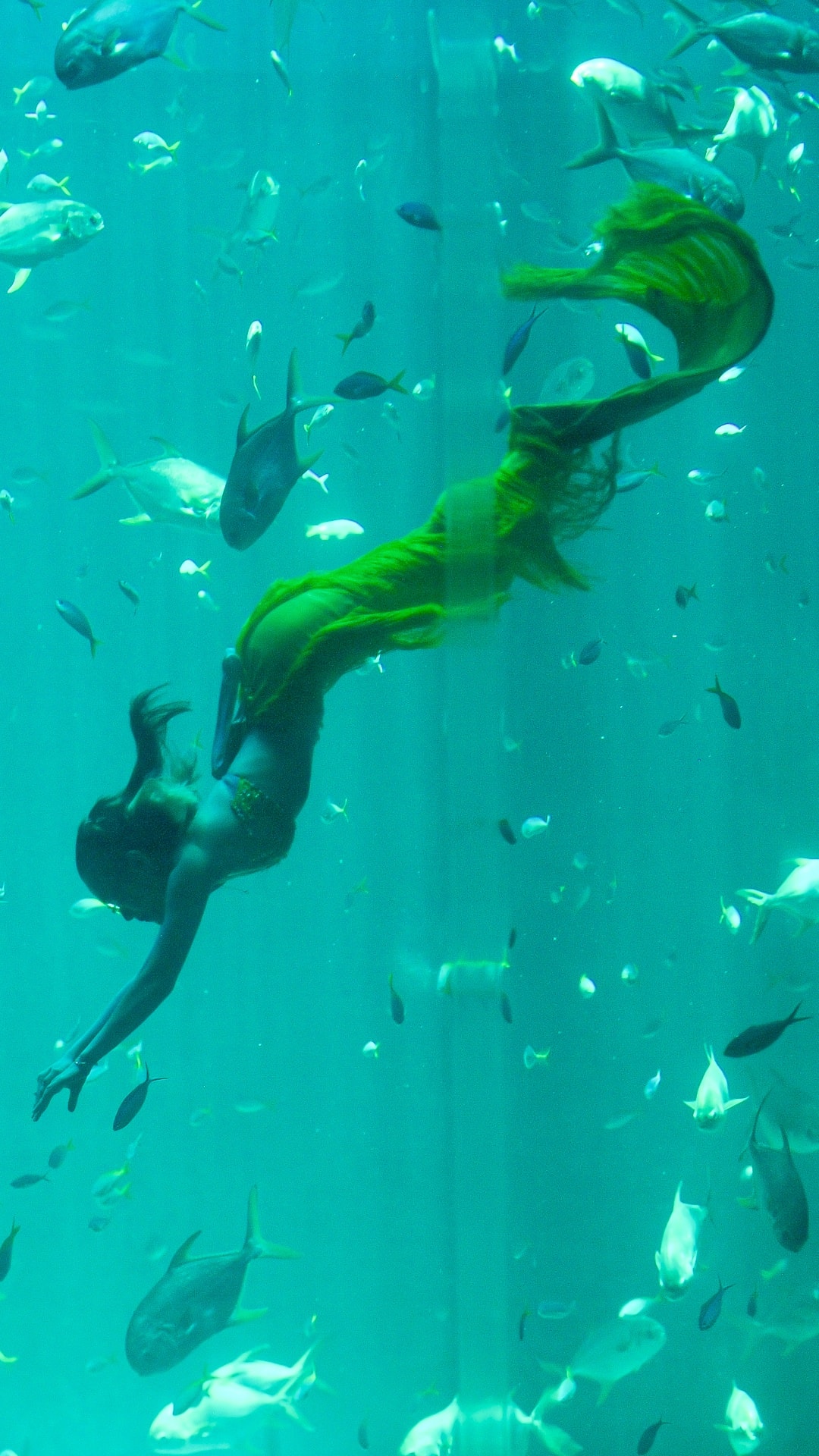 Một ngày của 'nàng tiên cá' ở Phú Quốc