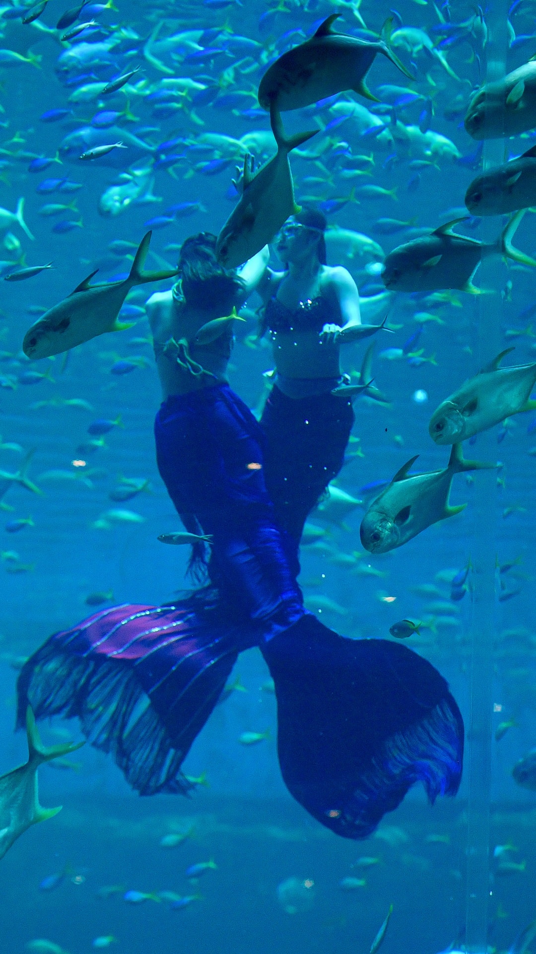 Một ngày của 'nàng tiên cá' ở Phú Quốc