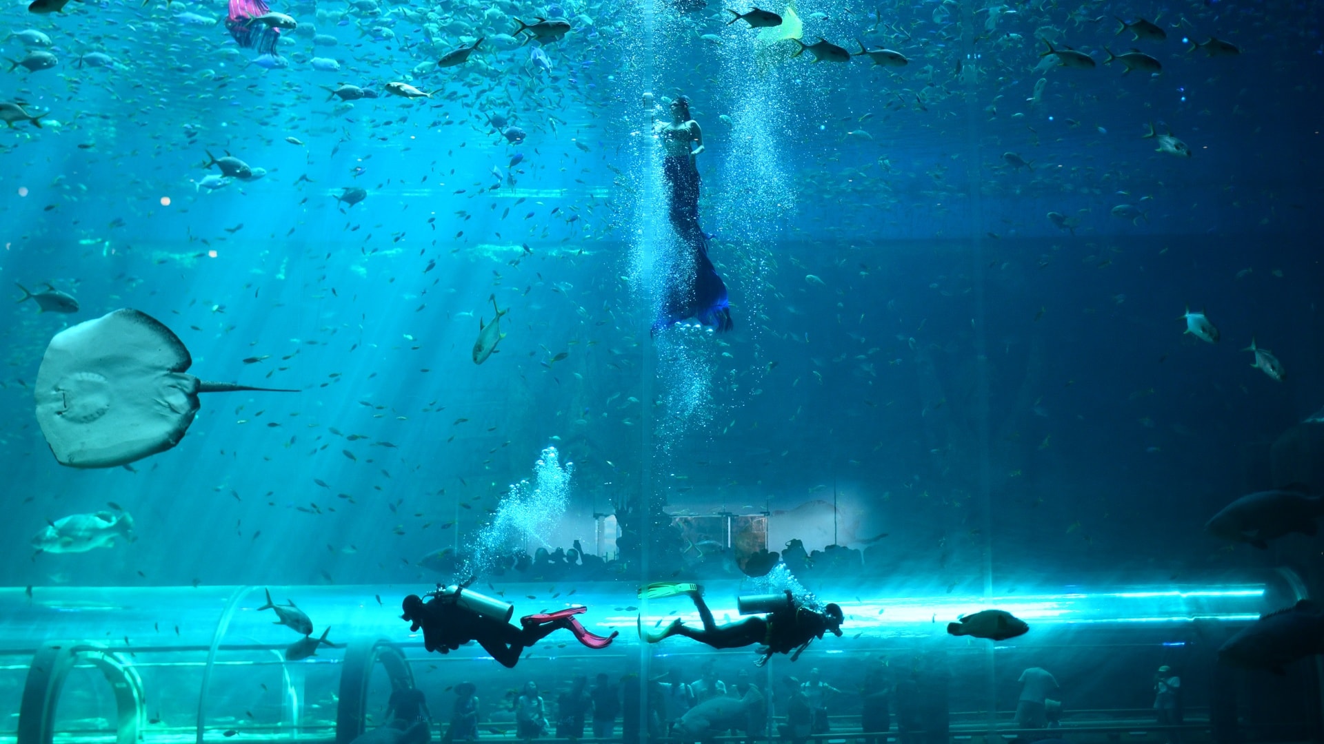 Một ngày của 'nàng tiên cá' ở Phú Quốc