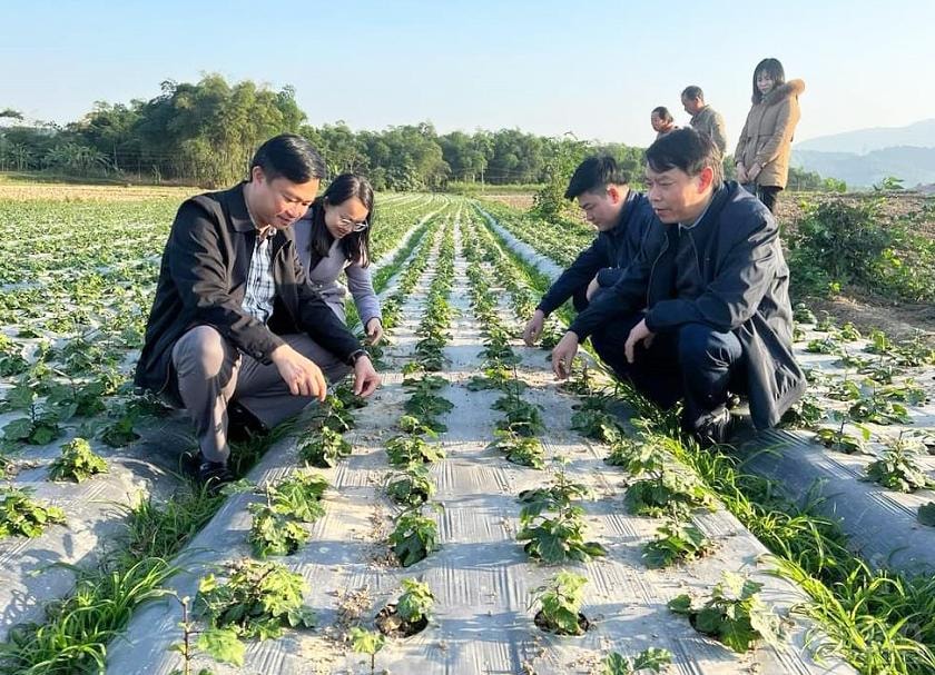 HTX Pù Mát (huyện Con Cuông) triển khai trồng cây cà gai leo, nguyên liệu sản xuất các sản phẩm như: Trà túi lọc, trà hòa tan và cao,…