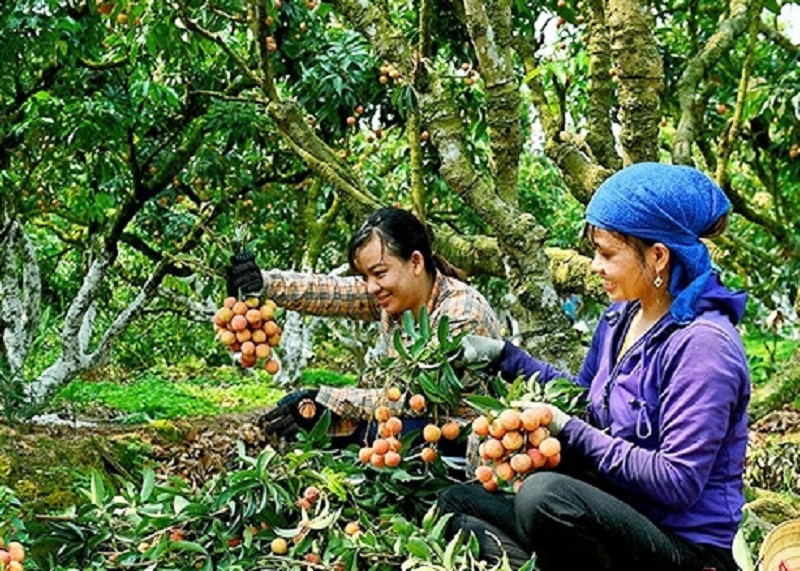 Mua thu hoạch vải