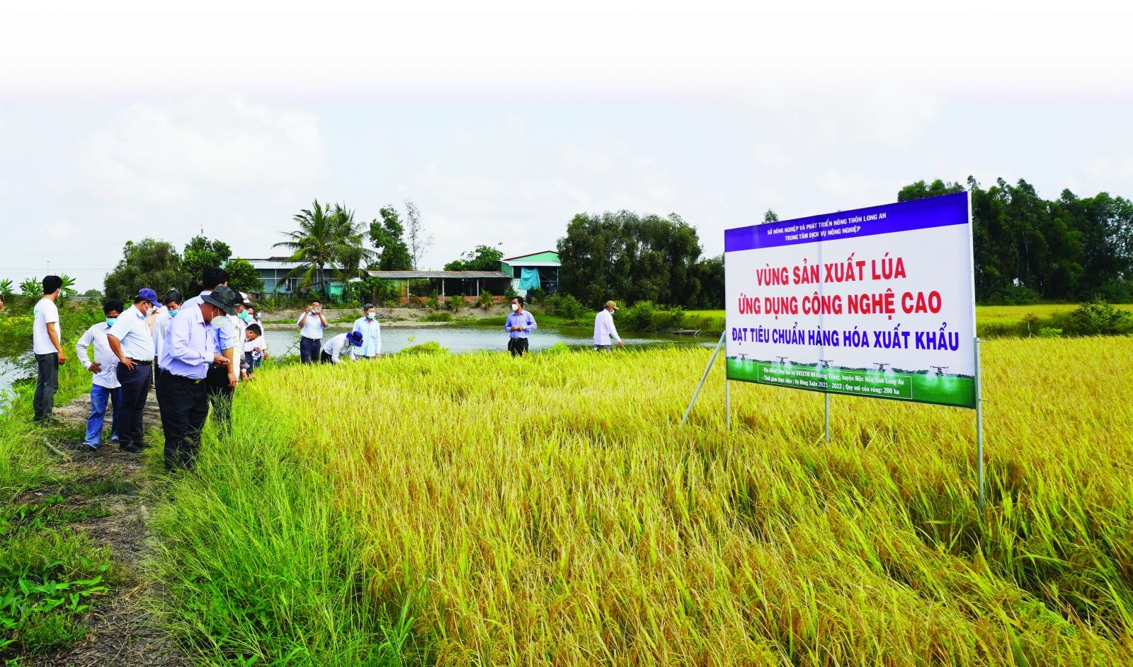  Mô hình sản xuất lúa ứng dụng công nghệ cao đạt tiêu chuẩn xuất khẩu tại HTX Hương Trang, huyện Mộc Hóa, Long An.