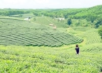 Quảng Ninh: Tăng cường phát triển mô hình du lịch sinh thái