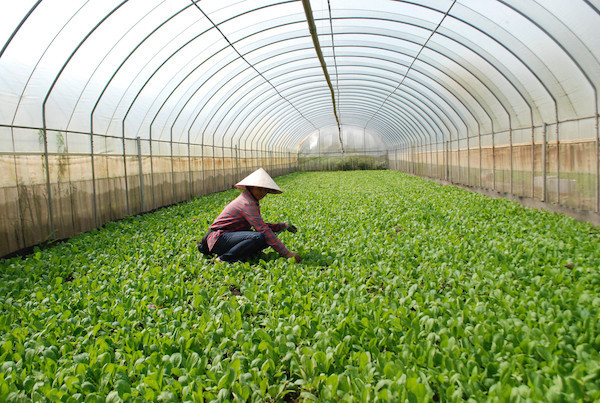 Mô hình trồng rau hữu cơ của HTX sản xuất và tiêu thụ rau hữu cơ công nghệ cao Cuối Quý mang lại hiệu quả kinh tế cao.