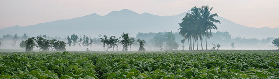 BAT nỗ lực vì ngày maip/Xanh hơn