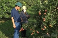 Thanh Hóa: Lô vải không hạt đầu tiên xuất khẩu sang Nhật Bản, Anh