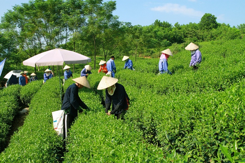 Các sở sản xuất của Masan góp phần tạo ra công ăn việc làm, giúp cải thiện đời sống của người dân địa phương