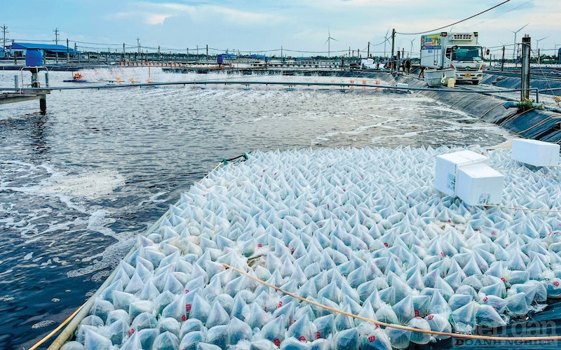 ông Lâm Hồng Tuyên - Phó Ban ngân sách HĐND tỉnh Bình Thuận cho rằng, tình hình sản xuất nông, lâm, thuỷ sản phát triển ổn định nhưng việc sản xuất tôm giống còn gặp khó khăn do ảnh hưởng sản lượng xuất khẩu tôm thịt giảm.