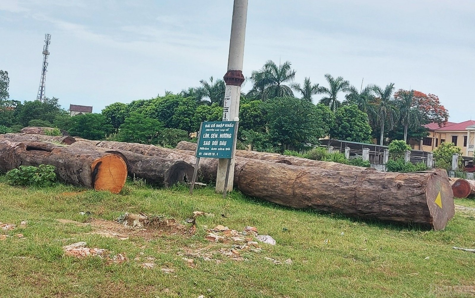 Tại bãi tập kết này có hàng chục cây gỗ dài, nằm ngổn ngang, la liệt trước Di tích quốc gia Đặc biệt Khu lưu niệm Phan Bội Châu