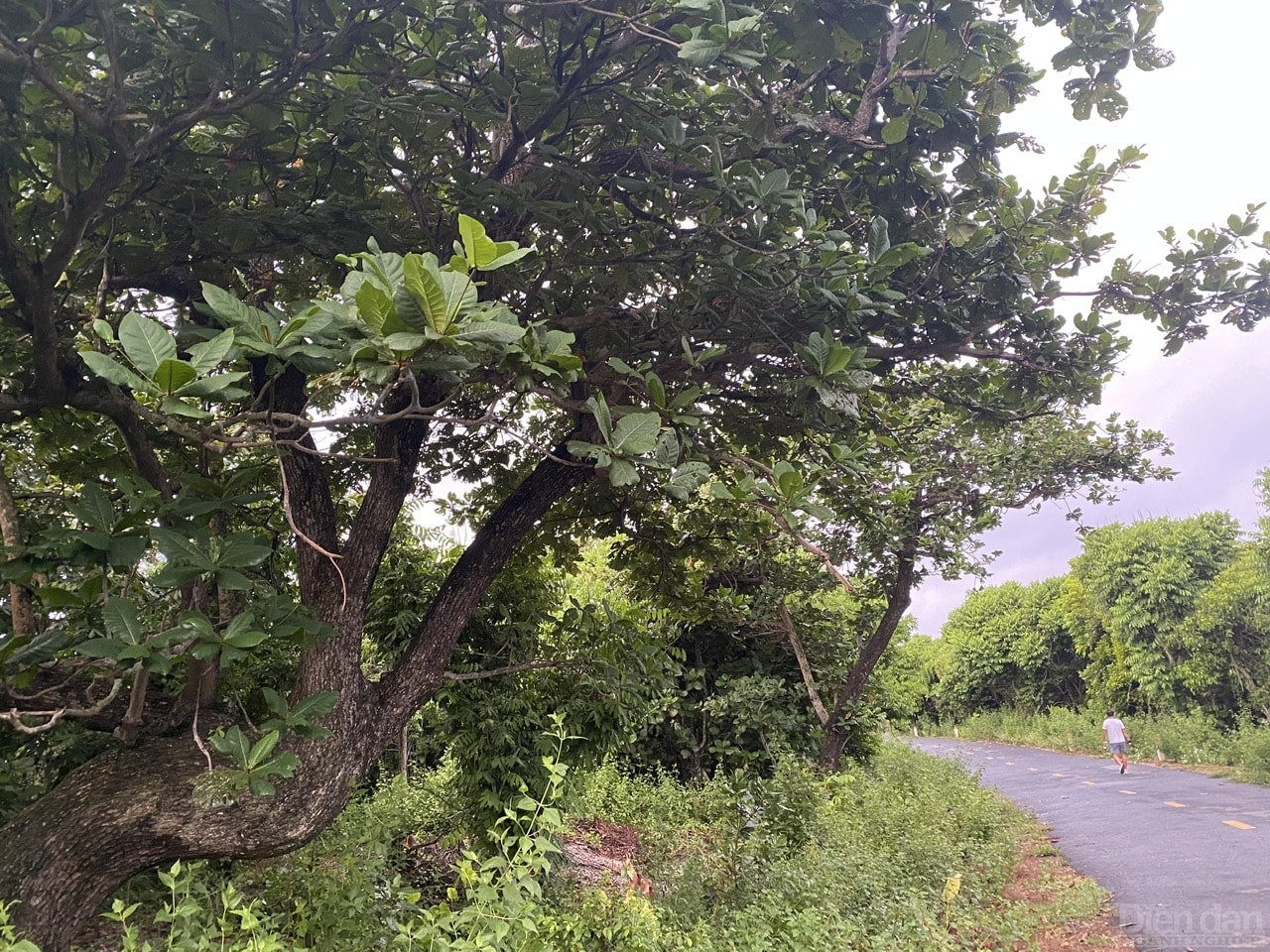 “Thương Cồn Cỏ gối đầu lên sóng dữ” “Thương Cồn Cỏ gối đầu lên sóng dữ”