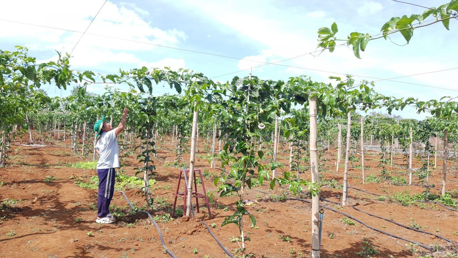 Phát triển cây chanh leo ở Tây Nguyên chưa mang tính bền vững