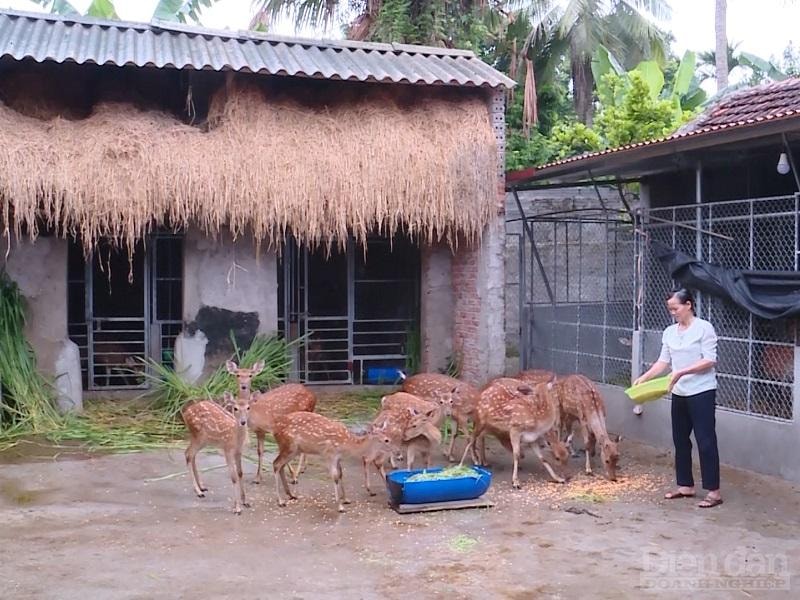 Nhiều