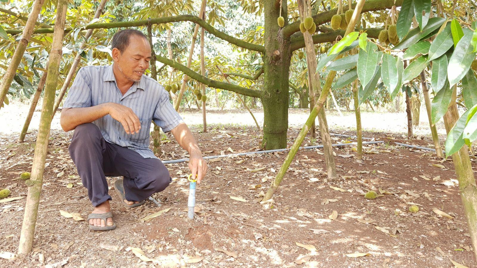 Nông dân ứng dụng chuyển đổi số trong quản lý vườn cây tạo hiệu quả cao trong sản xuất 