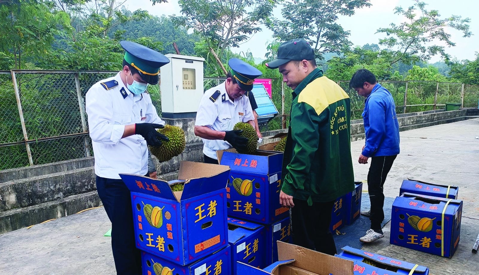  Cán bộ Chi cục kiểm dịch thực vật vùng 7 đang tiến hành kiểm tra một lô hàng tại cửa khẩu Quốc tế Hữu Nghị ngày 6/9/2023. Ảnh: Nguyễn Giang