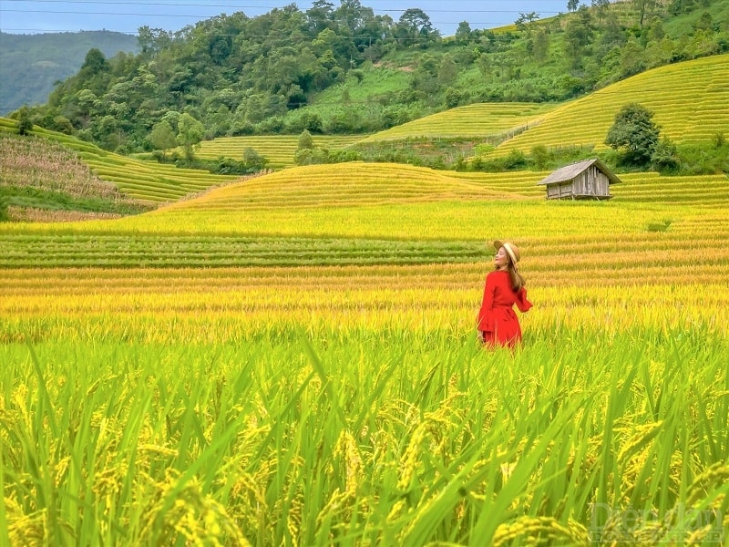 Đi bộ trên cánh đồng lúa chín rộng mênh mông, bạn sẽ cảm nhận được hương thơm của cánh đồng lúa chín hòa quyện trong gió tạo nên tâm hồn cảm thấy thảnh thơi, thoải mái. Một không gian thật tuyệt vời.