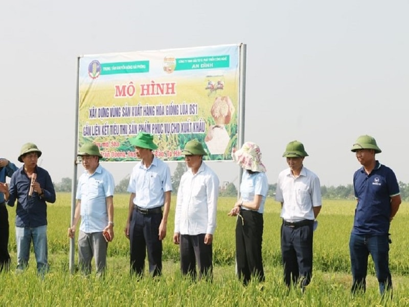 Mô hình liên kết sản xuất lúa tại hộ ông Trần Mạnh Hùng