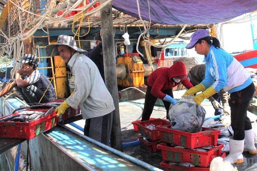 Công tác chống khai thác IUU tại Quảng Nam đạt nhiều kết quả tích cực.