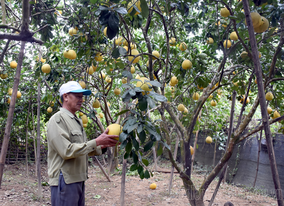 Chuyển đổi cây trồng góp phần nâng cao thu nhâp cho người nông dân.