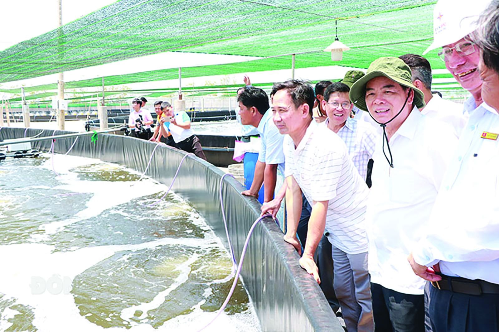   Đoàn công tác UBND tỉnh Bến Tre khảo sát mô hình nuôi tôm công nghệ cao tại huyện Thạnh Phú.