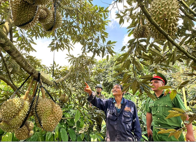 đầu tháng 9, hàng loạt các doanh xuất khẩu chuối, mít, sầu riêng, thanh long, xoài... ở các tỉnh Đồng Nai, Đắk Lắk, Tây Ninh, Bình Thuận, Bình Phước, Tây Ninh, Tiền Giang...nhận được thông báo tạm dừng xuất khẩu trái cây vào thị trường Trung Quốc.