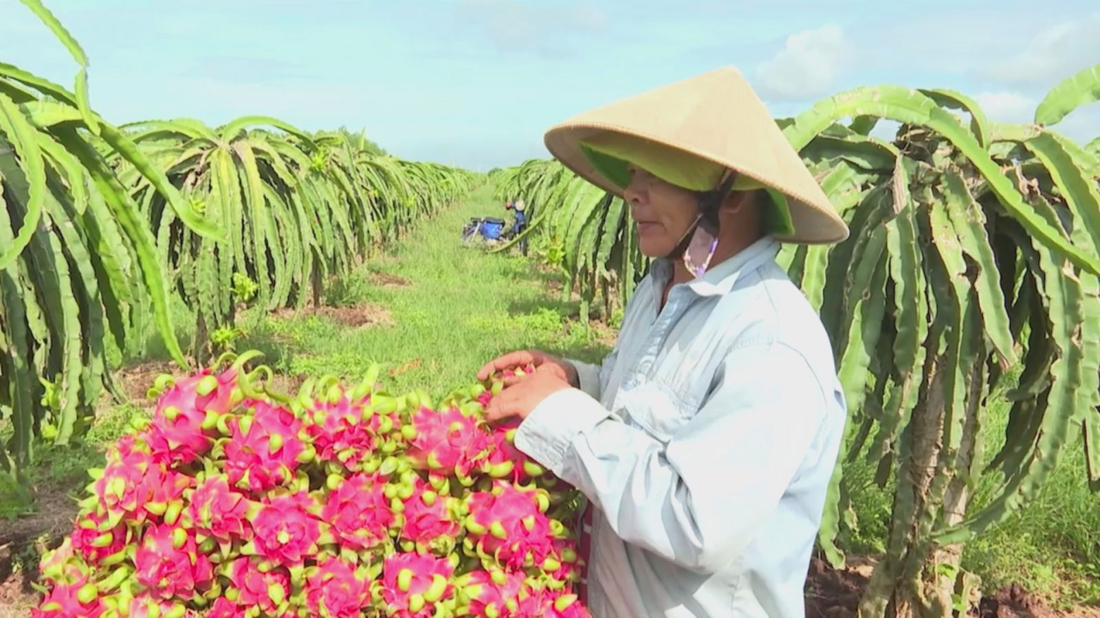 Thanh long là một trong những trái cây xuất khẩu chủ lực nằm trong nhóm 