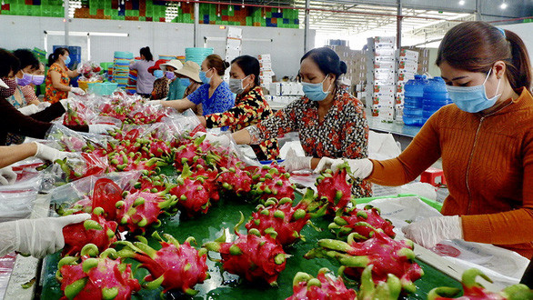 Sản xuất thanh long 