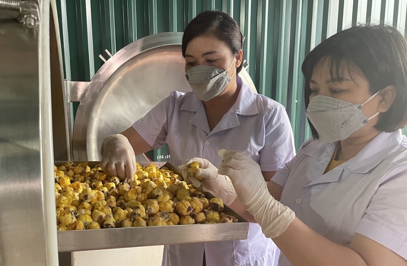 Chị Lê Thị Bích Hạnh - Giám đốc HTX Chế biến và tiêu thụ nông sản Tiên Yên (bên trái) hướng dẫn nhân viên kiểm tra sản phẩm (Ảnh: Báo Quảng Ninh)