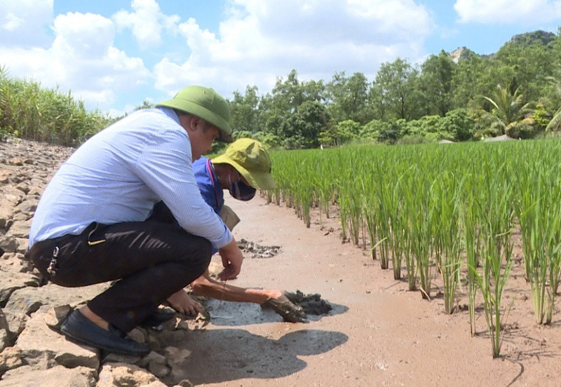 Các cánh đồng lúa rươi cho 2 loại nông sản sạch là con rươi và hạt gạo (Ảnh: Báo Quảng Ninh)