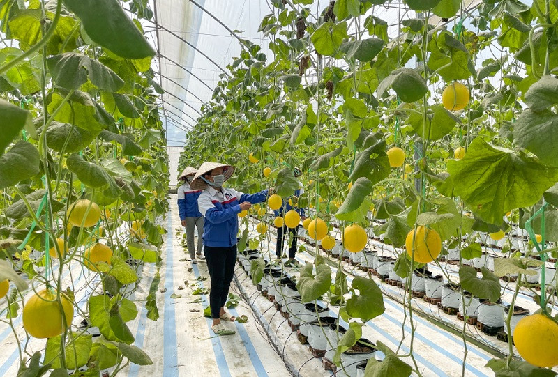 Mô hình trồng dưa lưới trong nhà màng của Công ty CP Thương mại và Xây dựng Đầm Hà