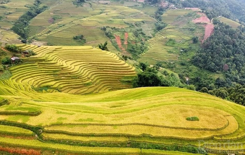 Tự bao giờ, Mù Căng Chải đã trở thành địa điểm săn lúa vàng nổi tiếng nhưng ngắm nhìn sắc vàng của đất trời Tây Bắc từ trên cao chắc hẳn sẽ là trải nghiệm khó quên cho những ai dám thử.