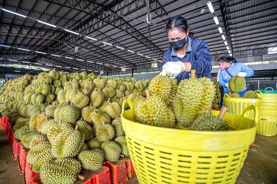 Sầu riêng là mặt hàng chính tạo giá trị xuất khẩu lớn cho ngành hàng