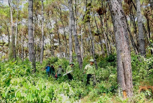 Ngành lâm nghiệp Tây Nguyên đối mặt với vấn đề bỏ việc của người lao động vì lương thấp và áp lực nhiều