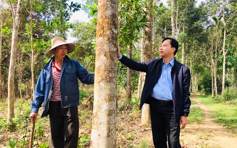 diện tích rừng trồng gỗ lớn sản xuất vào khoảng 1 triệu ha chủ yếu là các hộ gia đình, cá nhân quản lý, chiếm trên 60%. 