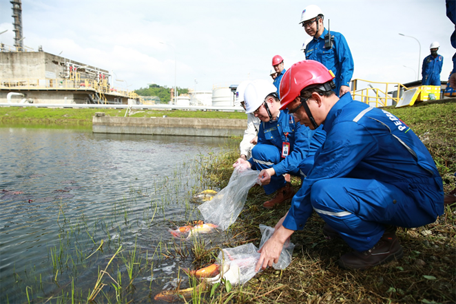 Thả cá Koi tạo cảnh quan cho hồ điều hòa