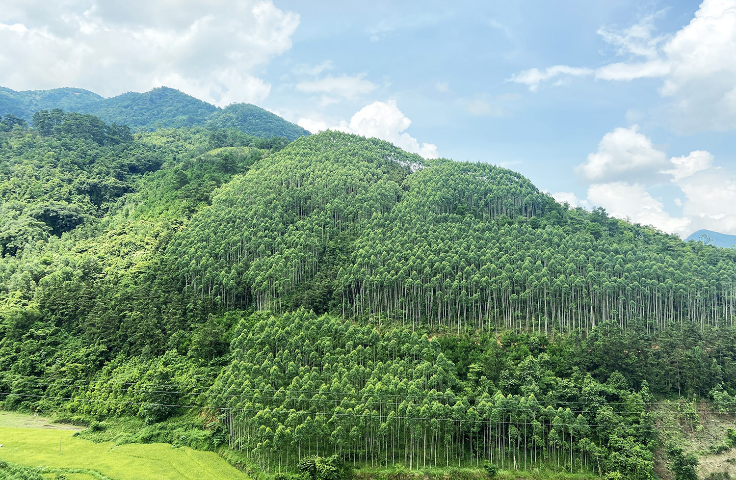 diện tích rừng thời gian qua đang tăng lên rất nhanh