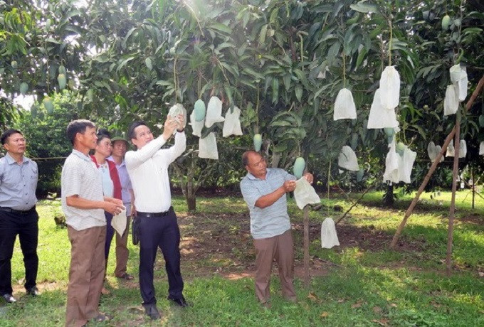 Yên Châu đẩy mạnh ứng dụng công nghệ cao, tập trung phát triển cây ăn quả gắn với tiêu thụ và xuất khẩu