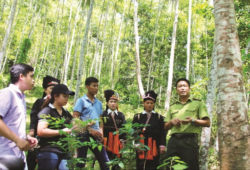 Đề án phát triển giá trị đa dụng của hệ sinh thái rừng đến năm 2030, tầm nhìn đến năm 2050 đang được lấy ý kiến các bộ, ngành liên quan và sau đó sẽ được trình Thủ tướng Chính phủ.