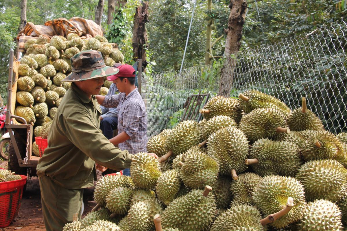 Tây Nguyên là vùng có diện tích sầu riêng lớn nhất với 51.400 ha