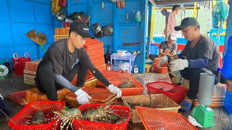 tôm hùm bông xuất khẩu đi Trung Quốc bỗng nhiên bị ách tắc suốt nhiều tháng nay đã khiến các cơ sở nuôi trồng rơi vào tình thế “nước sôi lửa bỏng”.