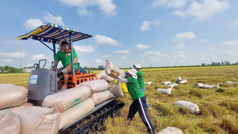 dư địa cho hạt gạo gia tăng giá trị được nhận định là vẫn còn rất lớn khi lệnh cấm xuất khẩu gạo của Ấn Độ có thể kéo dài đến hết tháng 2 năm sau.