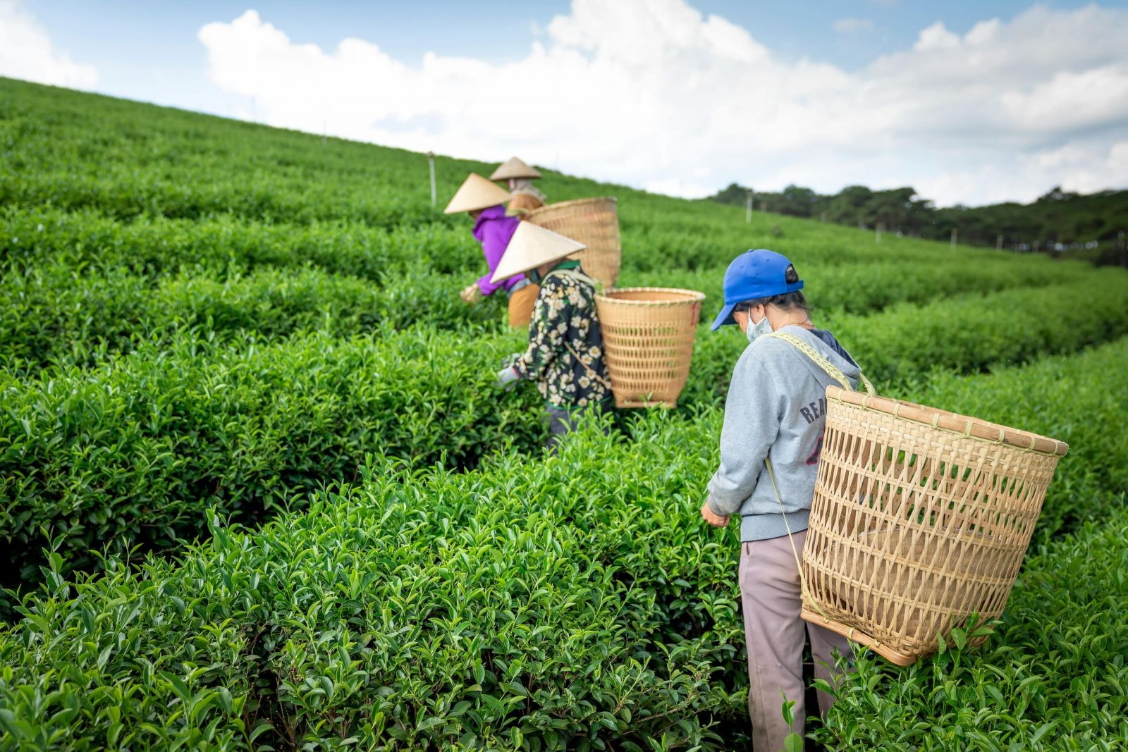 <HÌNH 3> Hình 3: Nhiều đồi chè ở Việt Nam mở cửa đón khách du lịch (Hình: Pexels).