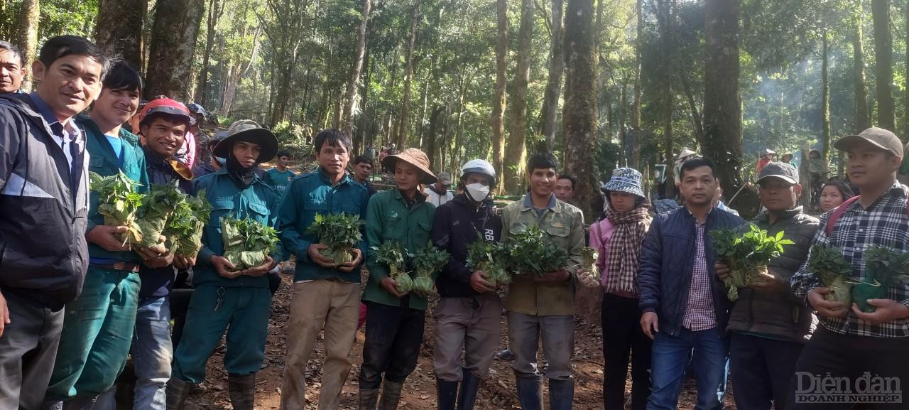 Huyện Tu Mơ Rông tổ chức cấp phát sâm giống cho người dân nghèo trên địa bàn trồng tại cành rừng già Măng Ri