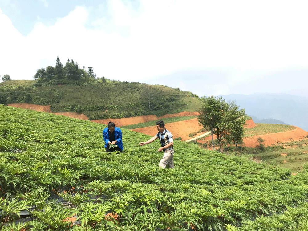 Phát triển dược liệu trở thành một ngành kinh tế, không chỉ chăm sóc bảo vệ sức khỏe mà còn góp phần xóa đói, giảm nghèo, cần có giải pháp hỗ trợ, đầu tư hình thành vùng trồng dược liệu tập trung, quy mô lớn, tuân thủ theo các tiêu chuẩn, quy chuẩn của quốc tế, gắn với truy xuất nguồn gốc