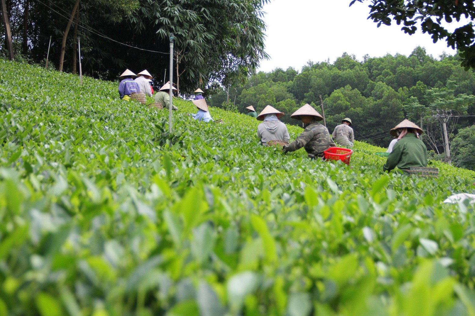 Cây chè - một trong những loại cây 